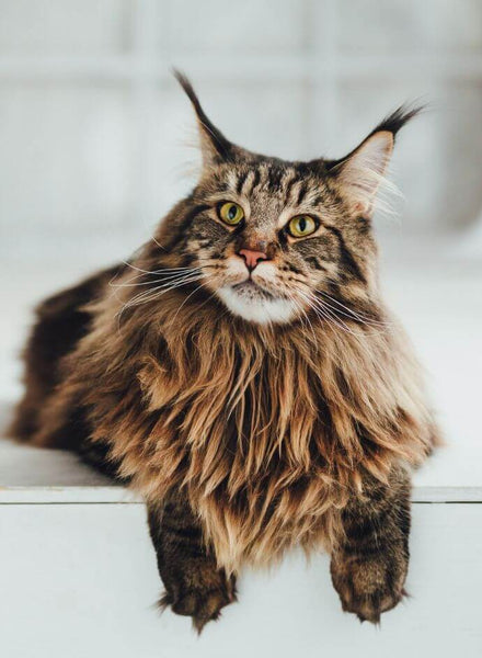 best cat breeds maine coon