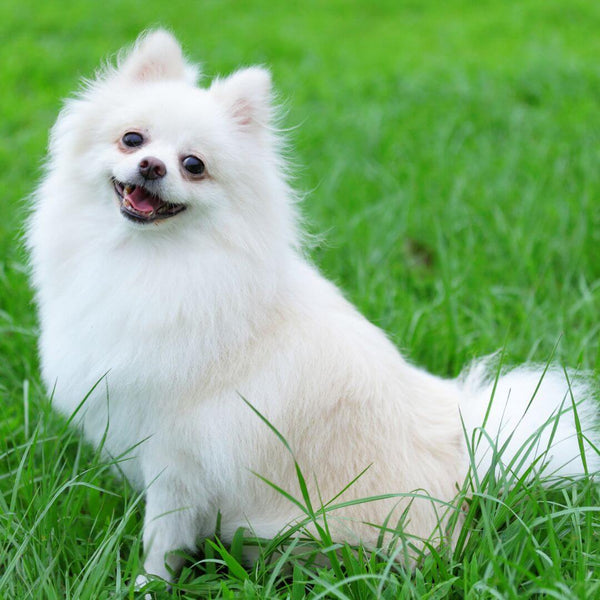 fluffy dog breeds