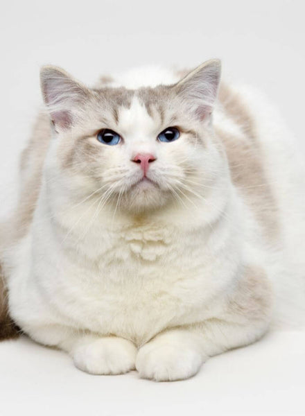 best cat breeds ragdoll