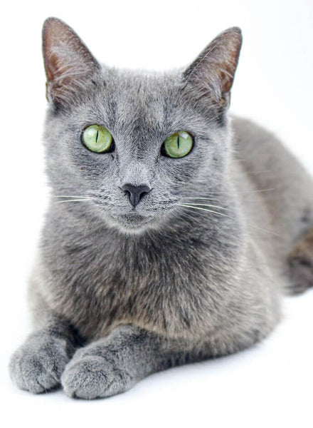 best cat breeds russian blue