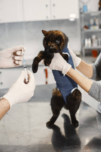 Spaying and Neutering, MrFluffyfriend