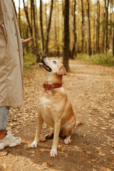 how to get dogs to stop barking at every noise