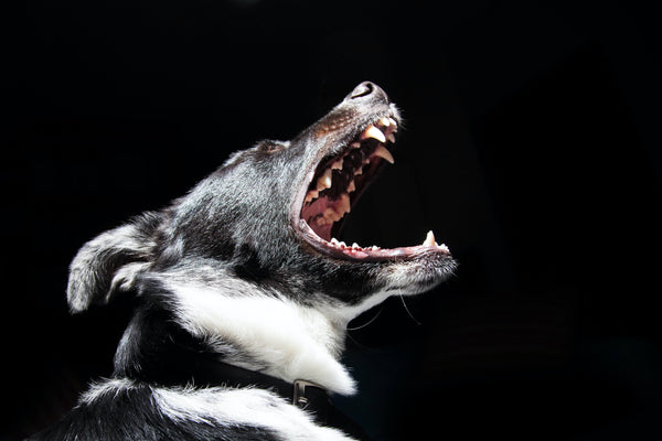 how to get dogs to stop barking at every noise