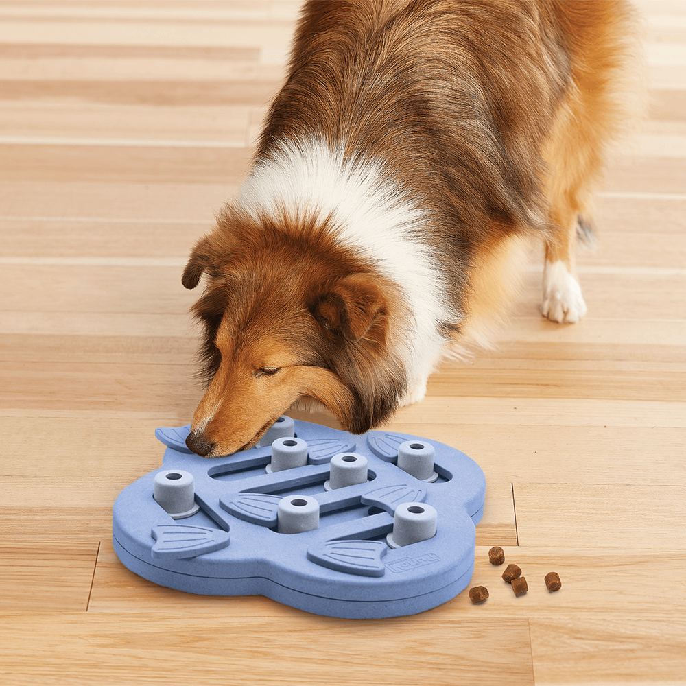 Review: Nina Ottosson Hide N'Slide Dog Enrichment Puzzle - Wear