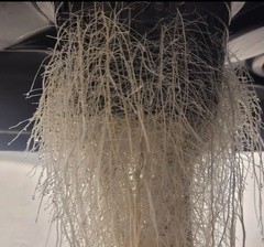 white and healthy root mass