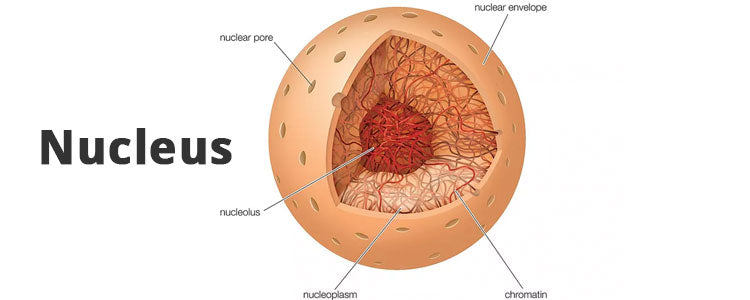 Basic Botany: What is a nucleus