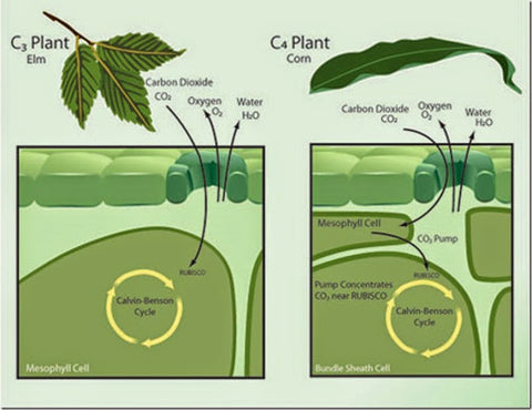 C3 and C4 Plants