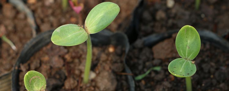 Germination Guide A-Grade Hydroponics