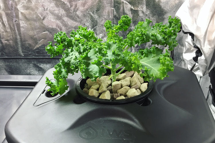 Hydroponic Kale