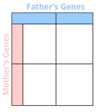 Punnet Square