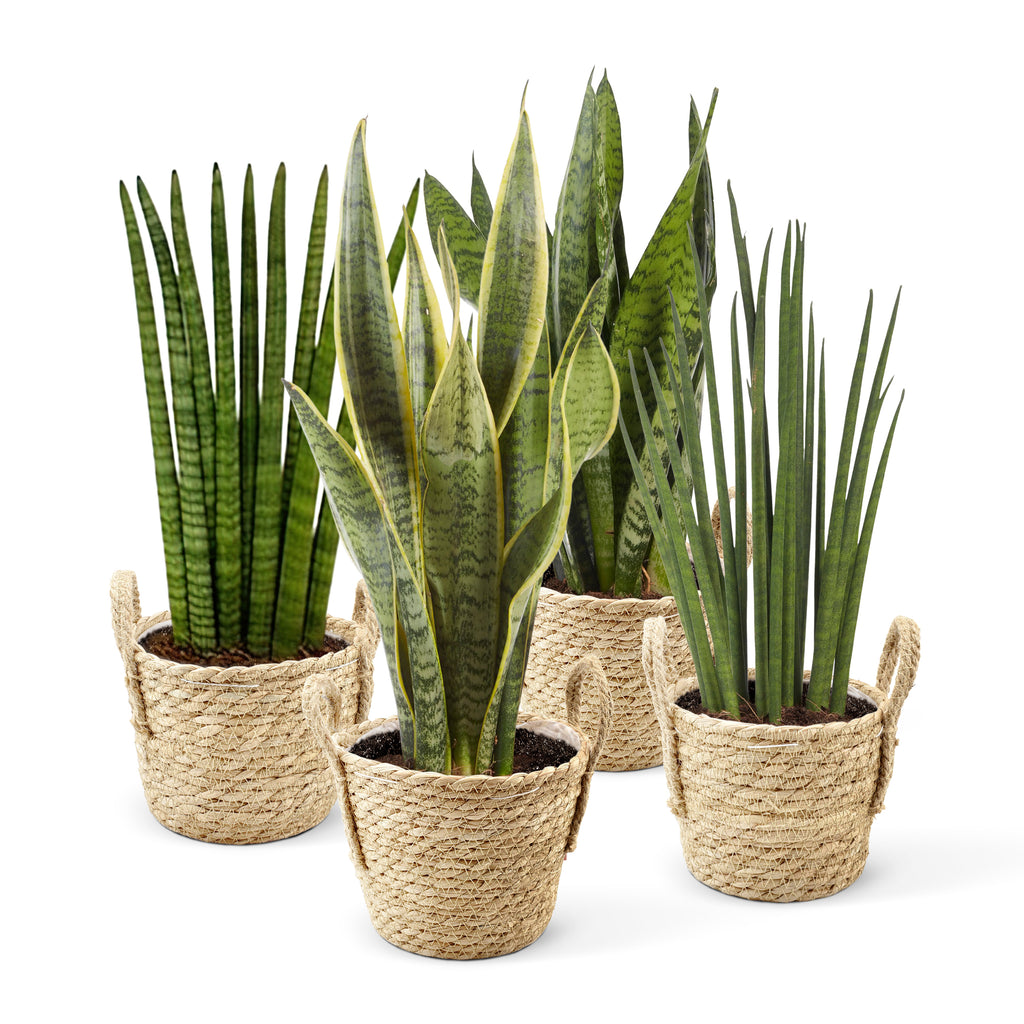 Sansevieria set 