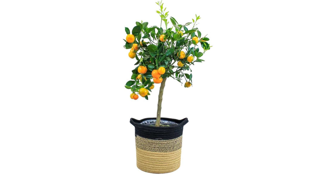 Calamondin