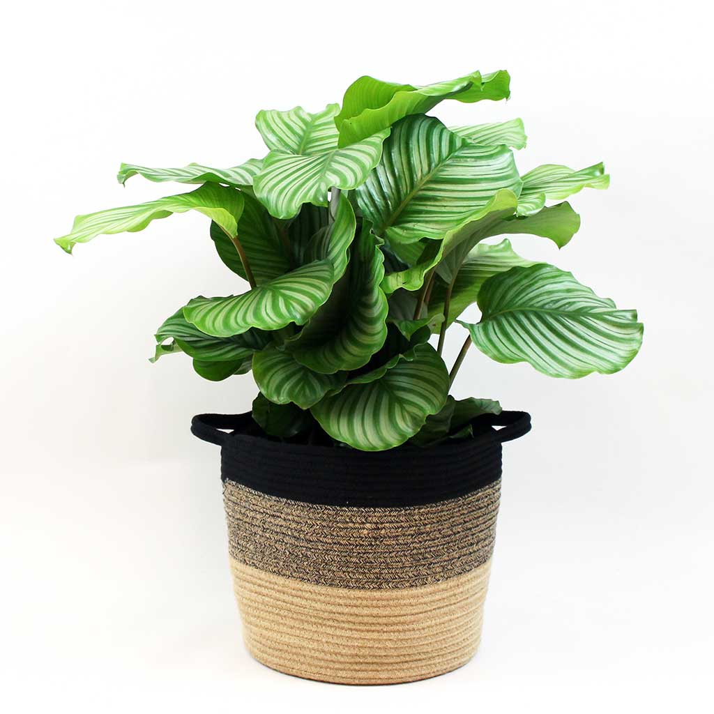 Calathea_Orbifolia