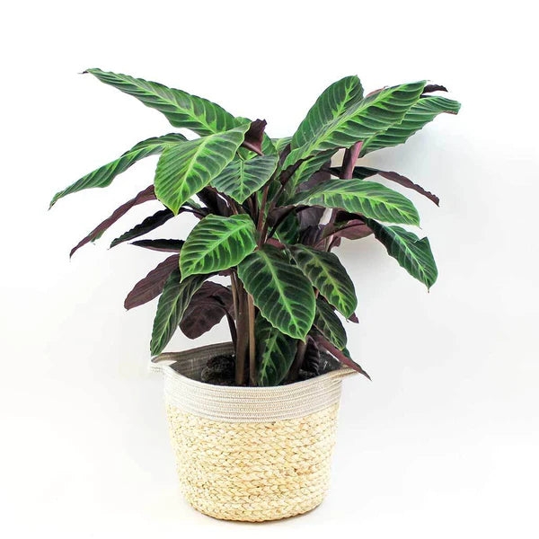 Calathea Velvet