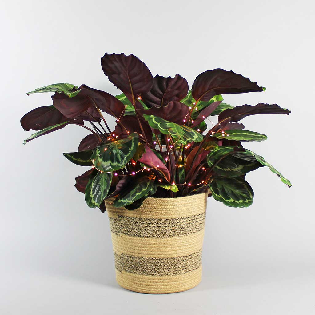 Calathea Medallion