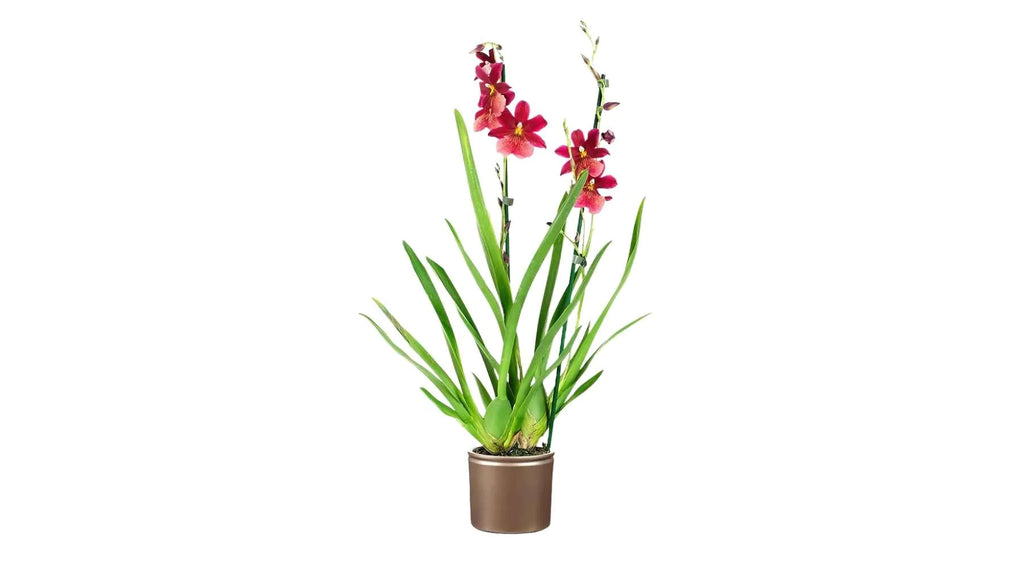 Orchidee