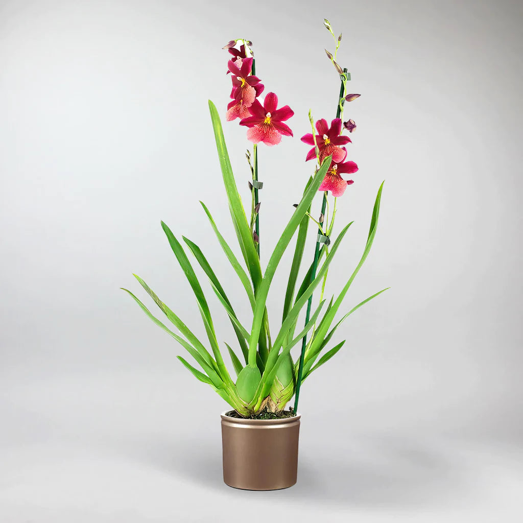 Cambria Orchidee mit roten Blüten in Topf