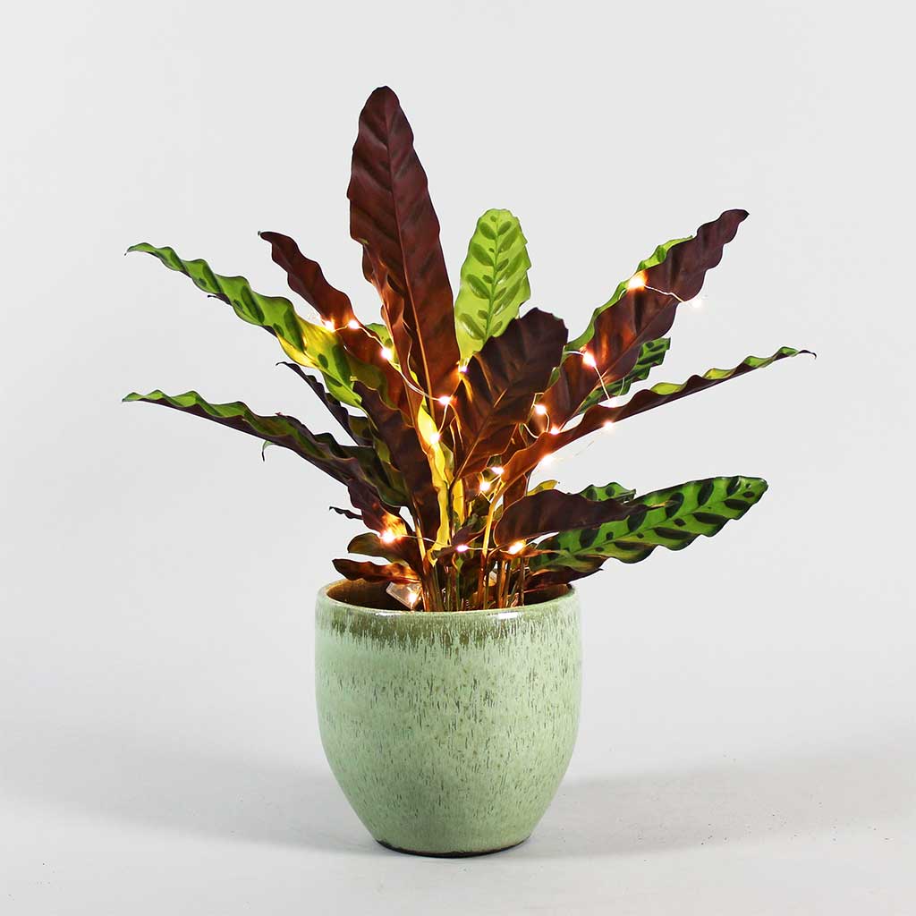 Calathea LANCIFOLIA in green pot