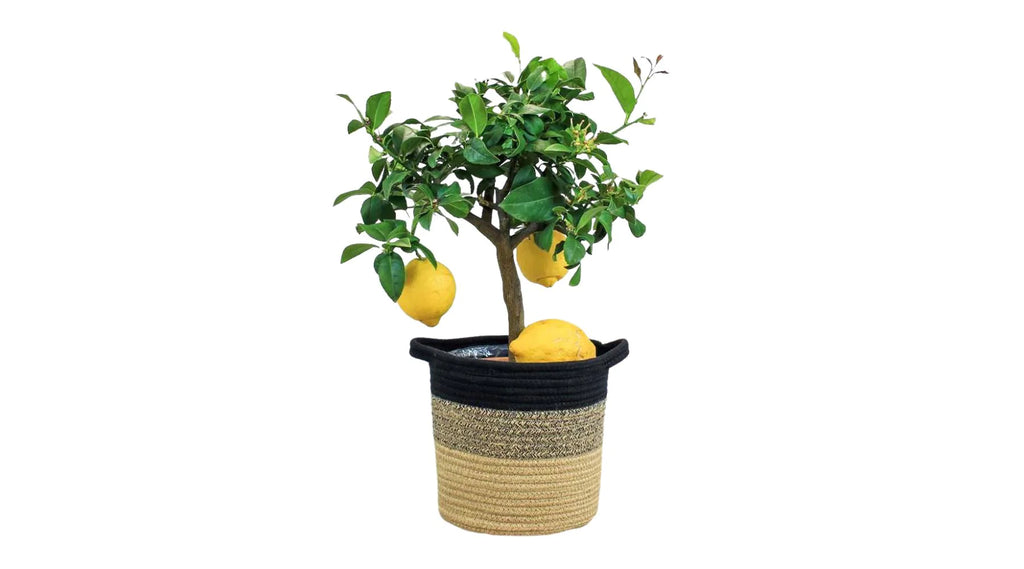 Zitronenbaum im Korb