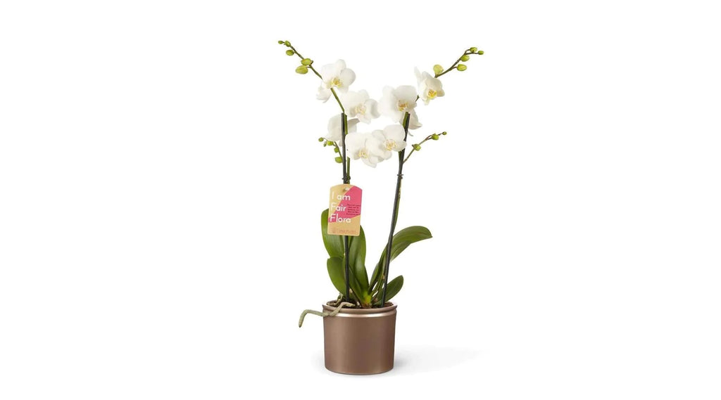 Orchidee