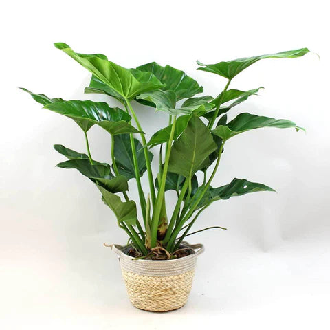 Philodendron