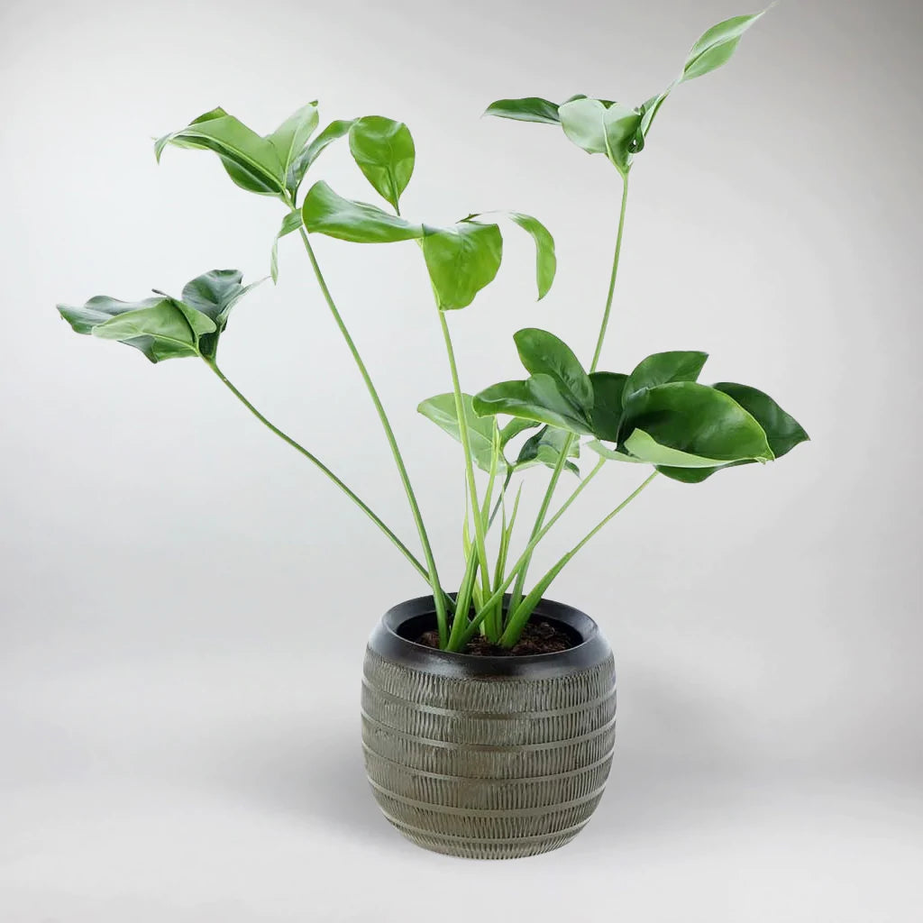 Philodendron 'Green Wonder' im Topf