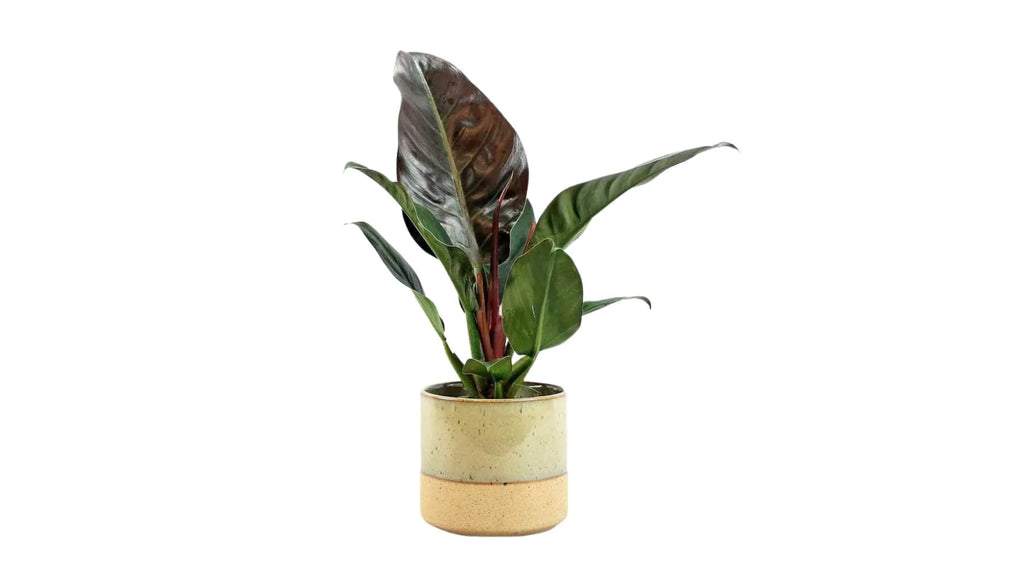 Philodendron Red