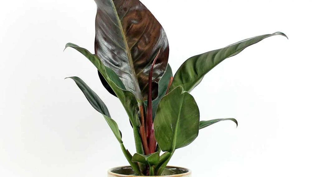 Philodendron Imperial Red