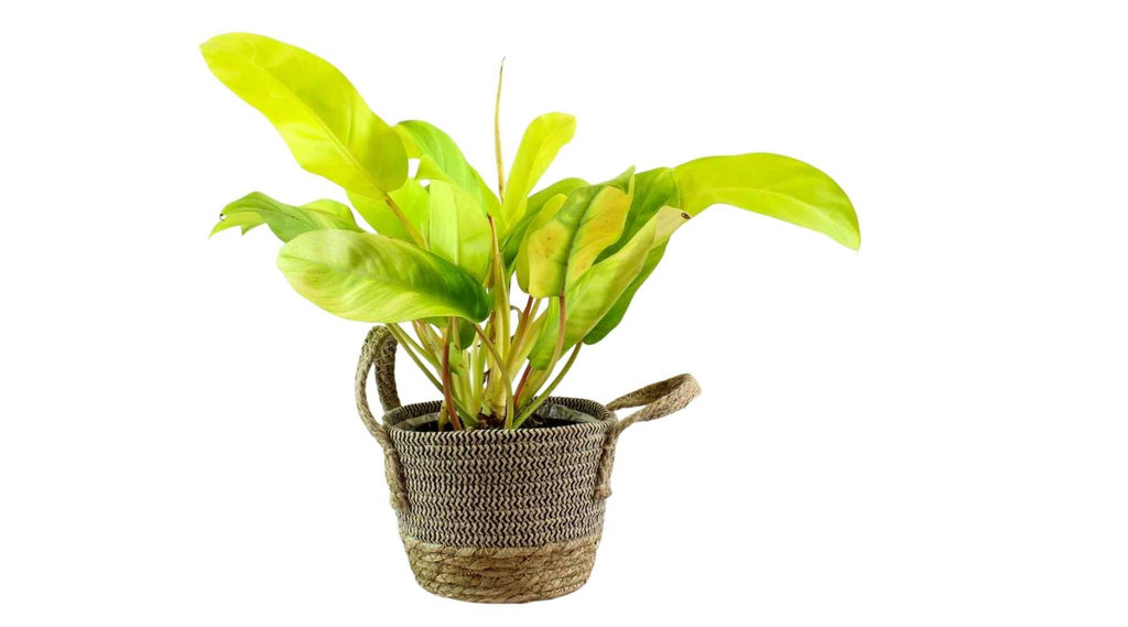 Philodendron_Malay_Gold