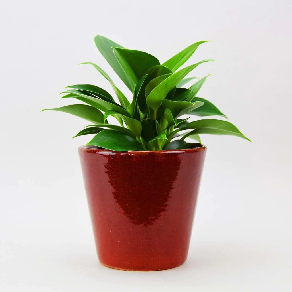 Philodendron 'Green Princess' in Berry Topf