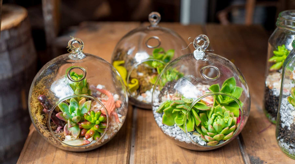 Kleine Flaschengärten mit Sukkulenten