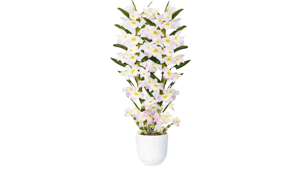 Dendrobium Orchidee