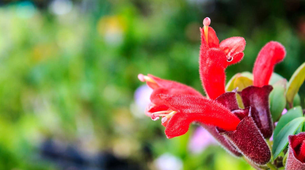 Schamblume_lipstick_plant