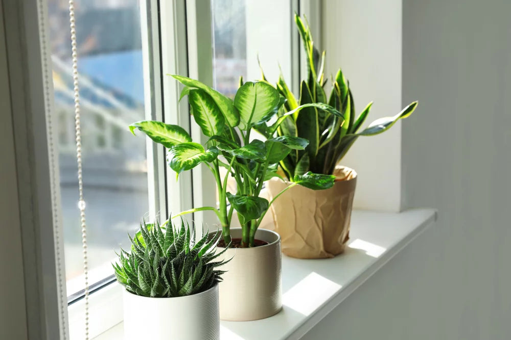 Pflanzen auf Fensterbrett