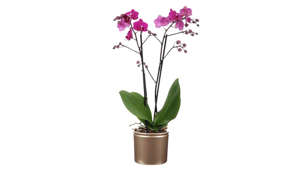 Phalaenopsis Orchidee