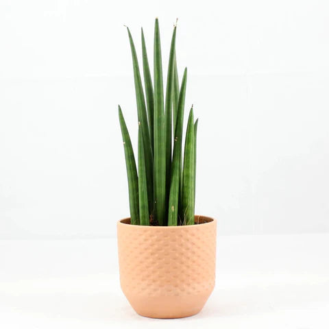 Bogenhanf 'Cylindirca'