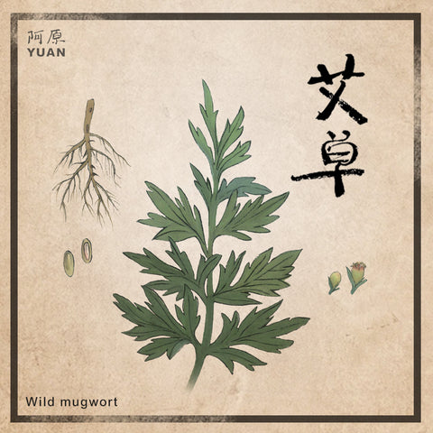 Yuan Wild Mugwort 
