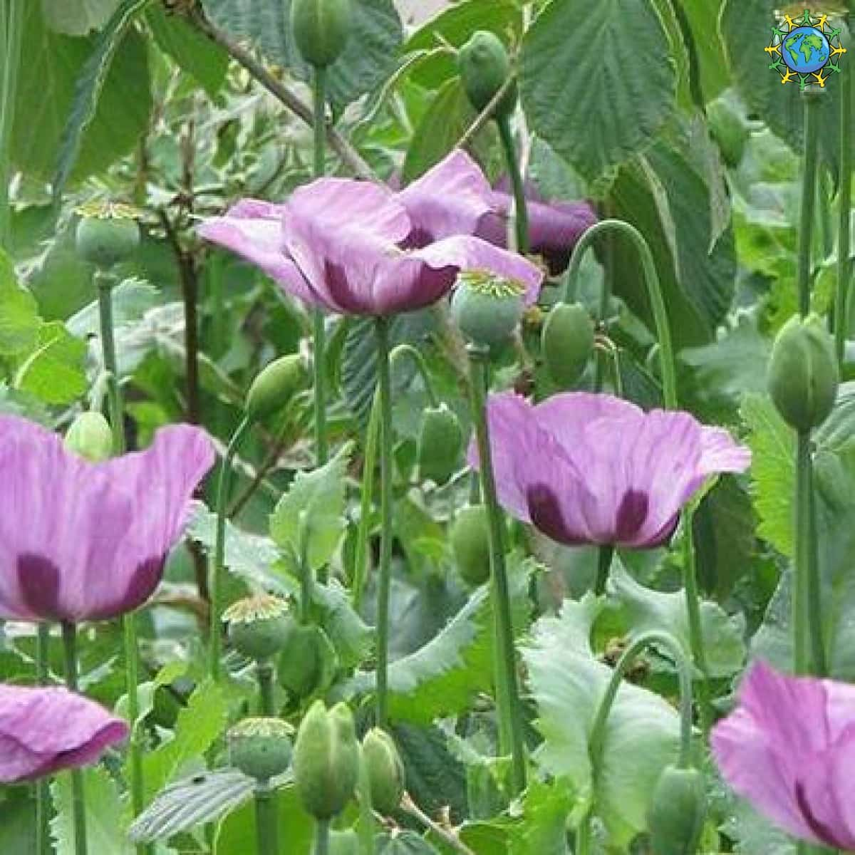 Ethnoparadise - Lilac poppy - Pavots Somnifère - Papaver