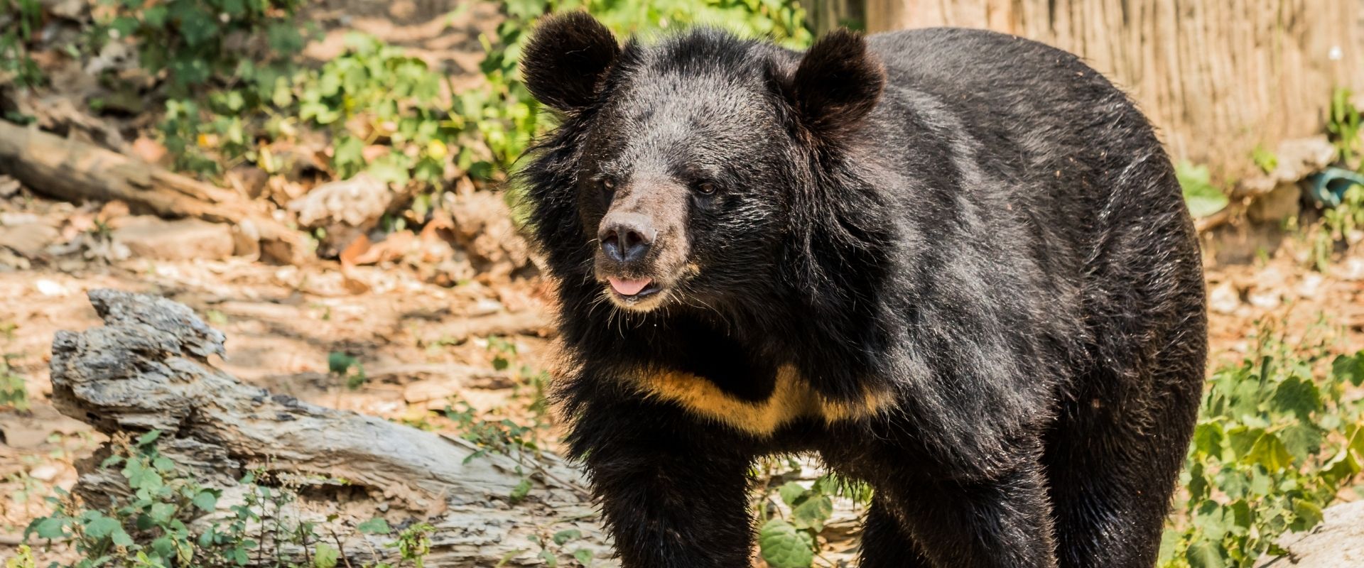 Ours Noir D Asie Tout Savoir La Taniere Des Ours