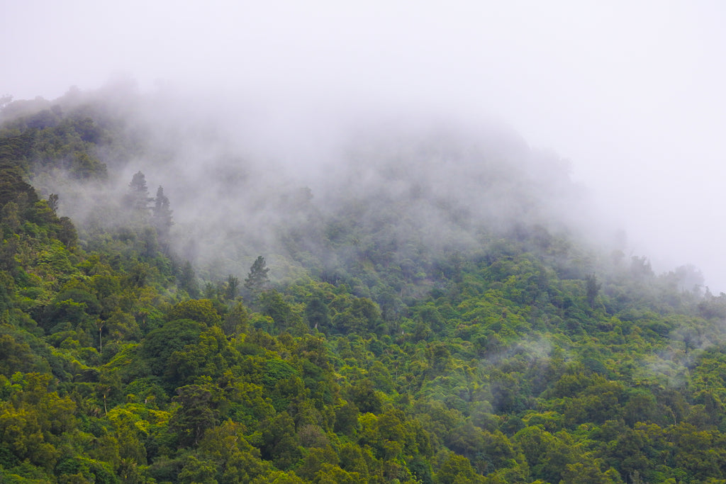 Fog hangs across a native New Zealand forest like a soft blanket. The forest is a lush green.
