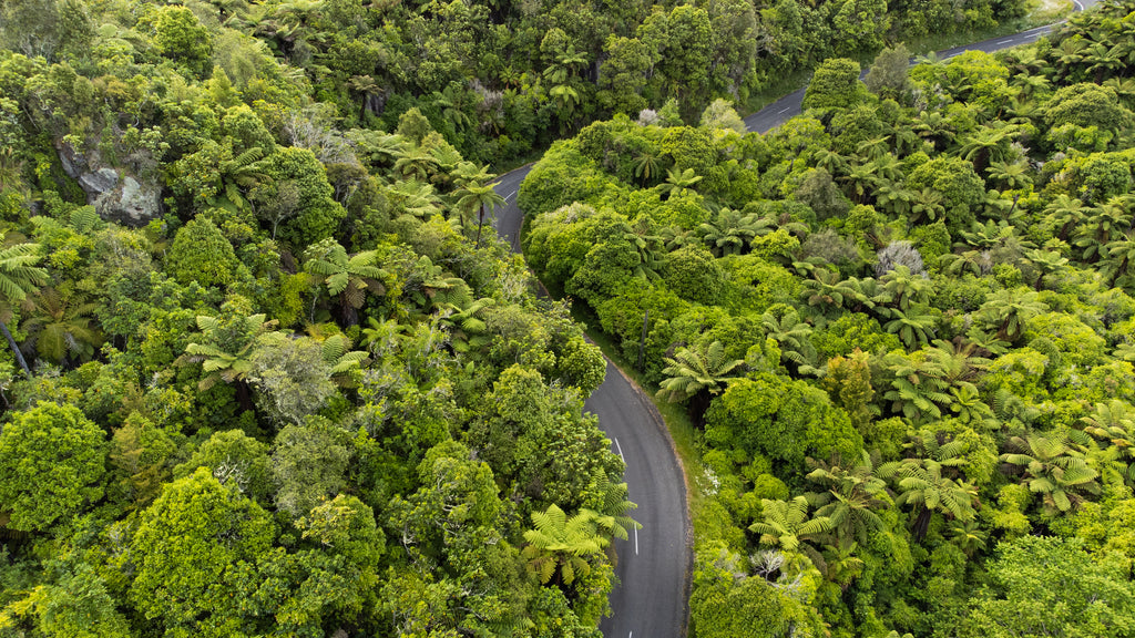 A drone photo showing a road snaking through dense and lush native bush in Tarawera, New Zealand