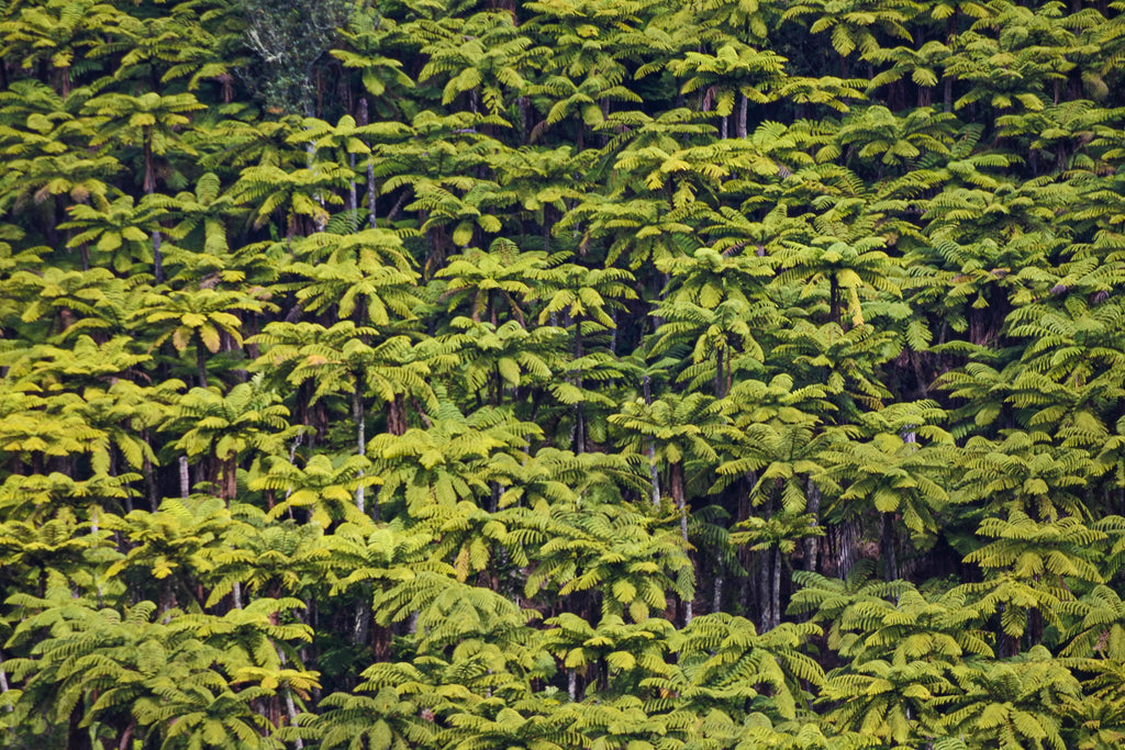 A lush green wall of native ponga fern trees coats the side of a mountain near Tarawera
