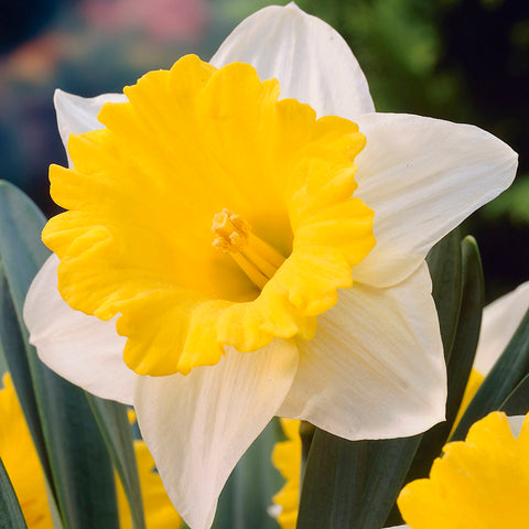 Daffodil - Dutch Master – Plantcetera