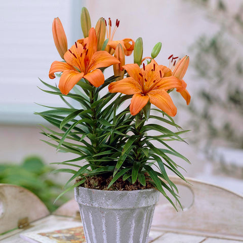 Lily - Souvenir - Patio Kit - with Pink Metal Planter & Growers