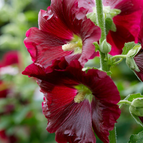 Hollyhock (Alcea rosea) 'Crème de Cassis' - Buy Online at Annie's Annuals