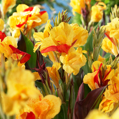 CHUXAY GARDEN Yellow and Red Canna Lily-Cannaceae,Canna 'Lucifer' 20 Seeds  Flowering Plants Exotic Tropical Look Great for Garden Perennial Plant Low