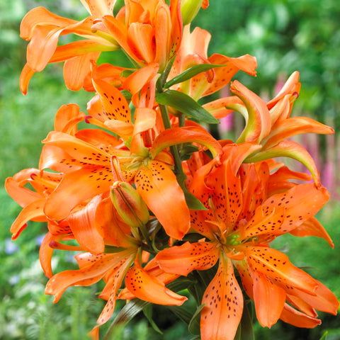 Lily - Asiatic Double Must See – Plantcetera