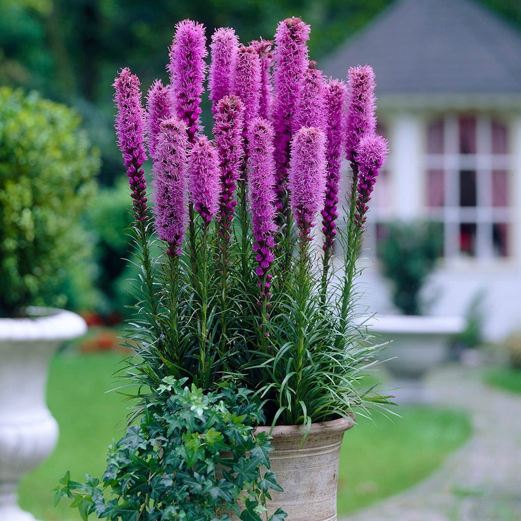 Image of Liatris