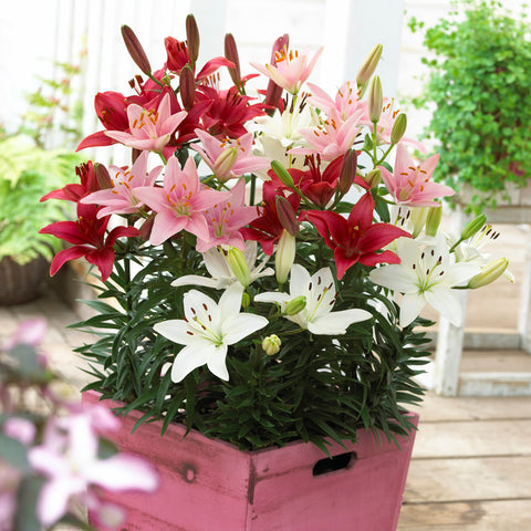 Lily - Souvenir - Patio Kit - with Pink Metal Planter & Growers