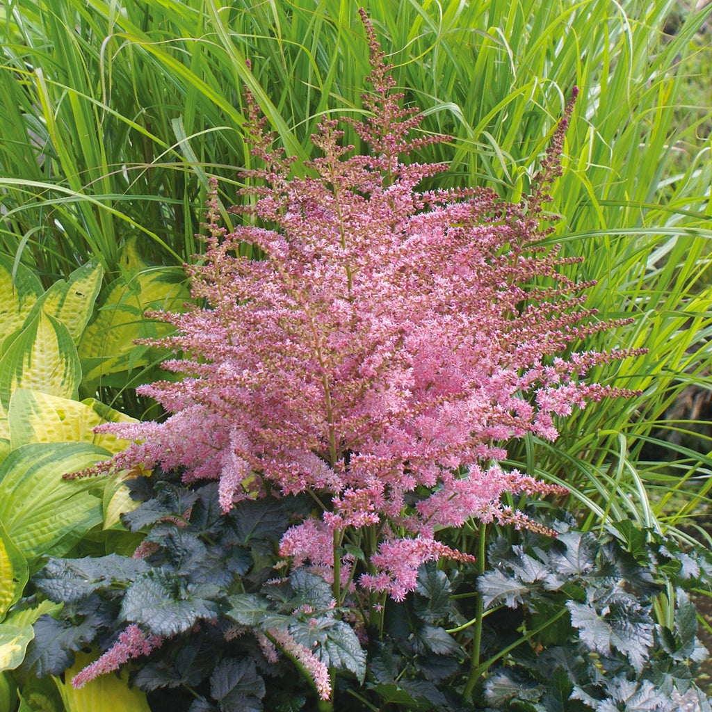 Astilbe Chocolate Kiss Plantcetera